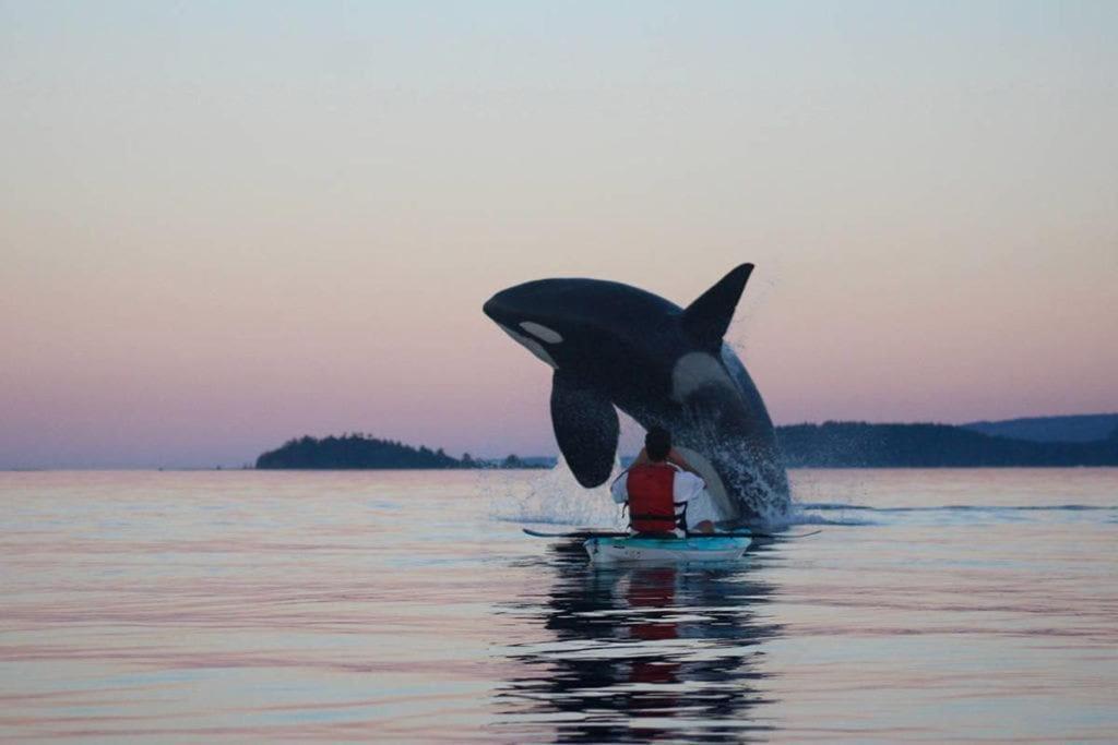 Seagull Studio Vacation Suite Sooke Esterno foto