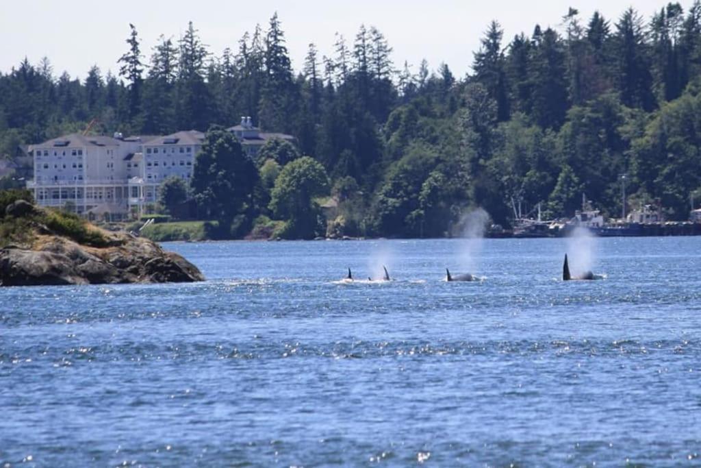 Seagull Studio Vacation Suite Sooke Esterno foto